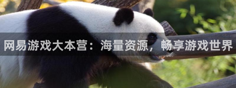  完美电竞app客服在哪：网易游戏大本营：海量资源，畅享游戏世